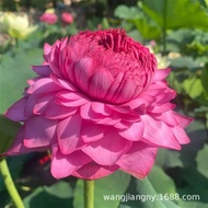 Manufacturer Wholesale Lotus Seedling Planting Lotus Lotus Root Seedling Base Ornamental Aquatic Pla