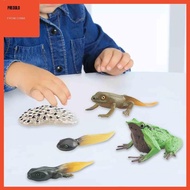 [Predolo] Frog Toy Life Cycle, Science Teaching Materials, Animal Growth Cycle Set