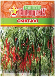 Benih cabai kriting CMK TAVI 10 Gram Bintang Asia