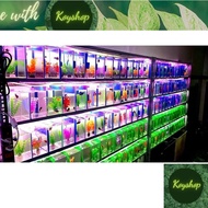 (CD )mini Fish Tank Betta Fish Show Tank & Guppy 15x10x15 with hidden glue, base sticker, super beau