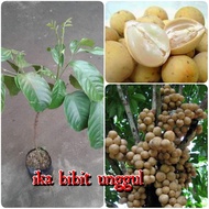 *bibit buah duku madu Komering asli