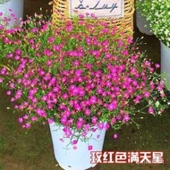 Ready Stock Home Garden Plant  Flower Seeds Gypsophila Seed 满天星花种子 小冠花Gypsophila BBYI