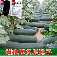 ⑧比地特大巨型 種籽早熟冬瓜種子 種籽四季蔬菜種子 種籽高產大型黑皮冬瓜tqxy