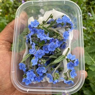 Forget Me Not - Fresh Edible Flower