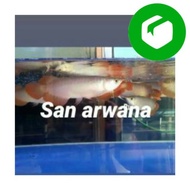 Ready Stock Arwana super red chili bluebase ikan arwana