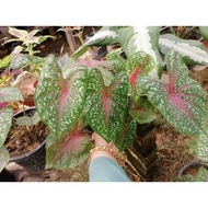 POKOK KELADI HUTAN/KAMPONG