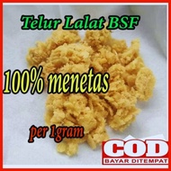 MINIMAL Bsf maggot eggs 1 gram maggot flies minimum order 10 grams.