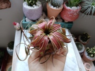 Air plant/tillandsia/small  red love knot爱情结/fresh plant/nice gift