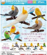 日本正版 SHINEG 鸚鵡睡覺 玄鳳 和尚 虎皮 鸚鵡 扭蛋