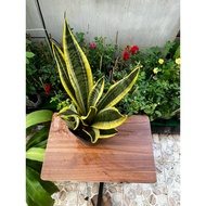 Yellow-edged snake Plant, green snake Plant, 50-60cm tall, Sazat Plant, indoor Plant that purifies t