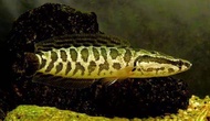 【Sus Aquatic】NORTHERN SNAKEHEAD / ARGUS CHANNA - 北方蛇头【8 ~ 10 CM】