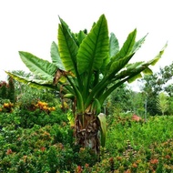 Bibit tanaman Hias Pisang Amazon