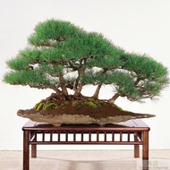 Black Pine Bonsai Tree Seeds Japanese Pine Family Garden Ornamental Indoor Potted Plant Seeds20Granule