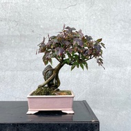 小品盆栽-日本唐楓 盆景 送禮