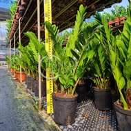 TKL - Big Size ZZ Plant Zamioculcas Zamiifolia 60cm 大型金钱树