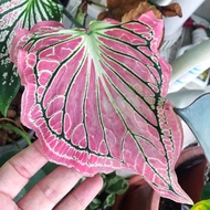 [LIVE PLANT] PINK THAI BEAUTY CALADIUM