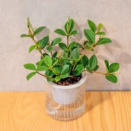 翡翠椒草 免澆水盆栽 室內植物 觀葉植物 禮物 辦公室小物