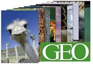 Florsol Set of 10 Postcards A6 Mix Set No. 1 by Modern Times 10 Animal Geo Motifs Perfect for Post-C