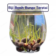 🔥Ready Stock🔥 Bowl Lotus Seed Water Lily Mix Flower Seeds Bonsai Pot Garden Plant Dwarf Benih Lotus