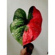 Caladium Red beret big plant(pic011221)