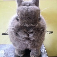 kelinci hias netherland dwarf ND jantan buck