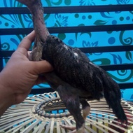 PPC Ayam Betina Shamo xasell