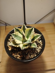 暴芽 龍舌蘭 植物 嚴龍 Agave Plant 塊根 多肉