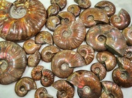 斑彩石/菊石化石 一億年前古生物 風水彩螺 Ammonite fossil