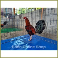✸ ◈ ✔ Limbering Matt for 3 x 3 pens | 4 x 4 pens | 5 x 5 pens