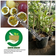 Terlaris bibit pohon buah markisa manis berbuah - tanaman rambat markisa manis