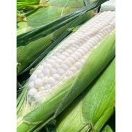 6PcS A+ Corn 100% Cameron Jagung Susu/ Cameron Milk Corn 金马伦喷汁牛奶白玉米.