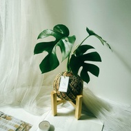 小苔球 姬龜背芋 植栽 室內植物