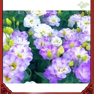 Easy to grow up Biji Benih Bunga Eustoma Lisianthus Texas Bluebell Yangji Terrier Flower seed Yangji