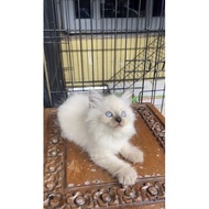 KUCING KITTEN HIMALAYA