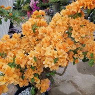 Keratan Bougainvillea@Bunga Kertas