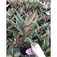 Promo Aglaonema Ruby Kirana