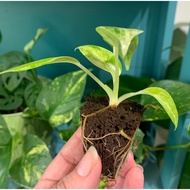 Kiểng lá cao cấp Philodendron Giganteum Blizzard / Đại hoàng phú/Cây trồng trong nhà/ Cây decor