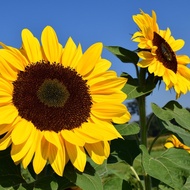 Tall Sunflower Seeds - 2gr Pack