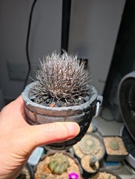 逆豹丸仙人掌