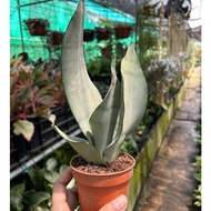 Sansevieria Moonshine (1 Plant) in 8cm Pot *Houseplant* #snake plant