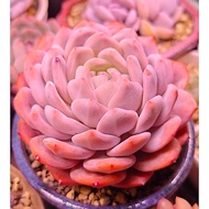 MONROSE STONE LOTUS (VIP F1 product)