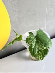 Mojito Syngonium Variegated  薄荷錦 斑葉 合果芋植物 盆栽