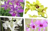 GNC - Live Plant Dendrobium Orchid Flower Plants Pokok Bunga Orkid Dendro 兰花