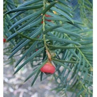 Dijual Taxus sumatrana Murah