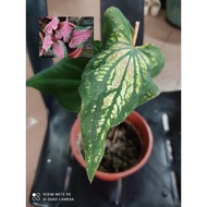 thai beauty caladium