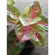 Aglonema Hot Flaming / Aglonema Hot Lady Merah Super