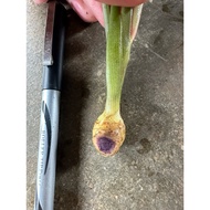 Anak/Benih Herba Halia Hitam/Kunyit Hitam