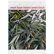 pokok NENAS MADU KACA. NANAS. ANAK BENIH
