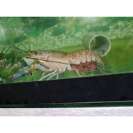 9 baby crayfish / crawfish or lobster air tawar in one price 小龙虾