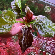 Echinodorus 09 RED (5 leaves or more) - iguazu 09 RED hybrid betel - super good NO3 suction for shri